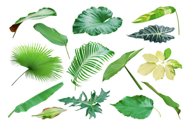 istock Collection of Tropical Leaves Isolated on White Background with Clipping Path 1978226409