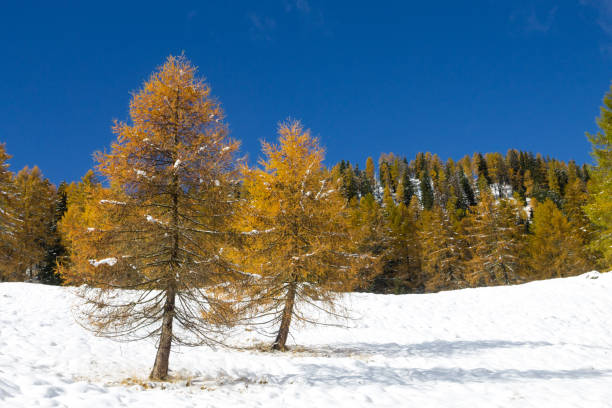 istock Larches in autumn dress on snow covered ground 1978227452