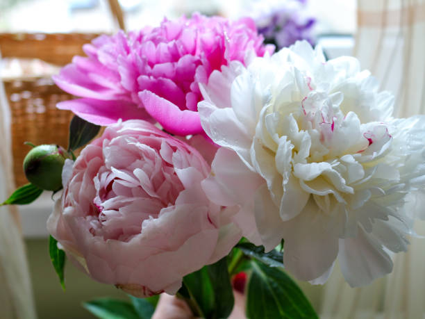 istock Flower Dew. Pink and White Peonies. 1978229556