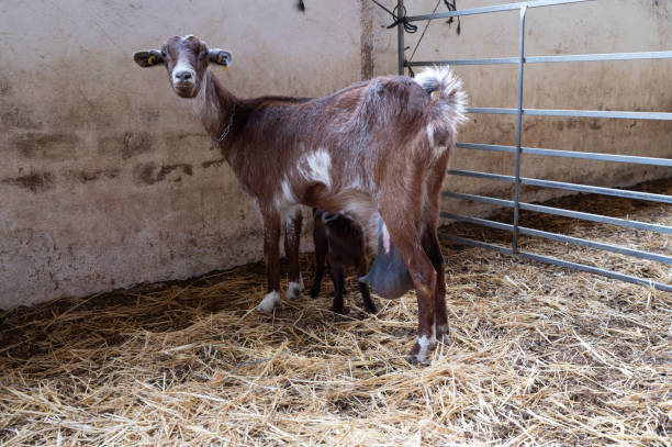 capra marrone con il suo capretto nero in un recinto pieno di paglia. - kid goat goat milk young animal foto e immagini stock