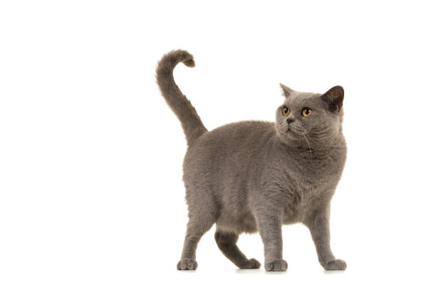 istock Grey british shorthaired cat looking up with its tail held high isolated on a white background 1978261141