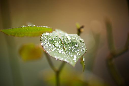 Rose leaf with rain drops