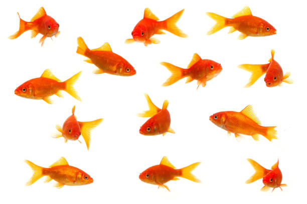 Fishes perfectly express my feelings for racism