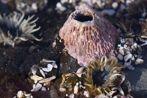 Barnacle and sea anemones in underwater tide pool scene.
