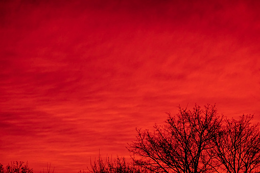 Stormy red dawn clouds over black tree branches