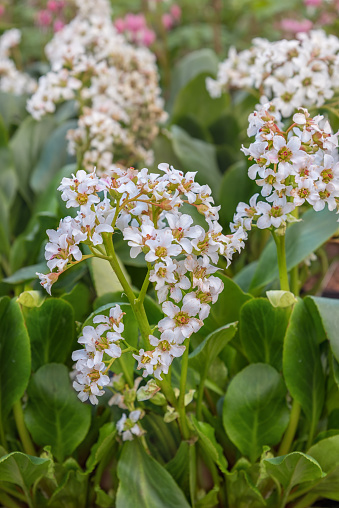 Bergenia 'Bressingham White', an evergreen ornament for the garden with white umbels of flowers, one of the most beautiful early bloomers