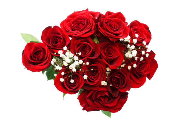 fresh red roses in a bouquet isolated on white background - dozen roses rose flower arrangement red photos et images de collection