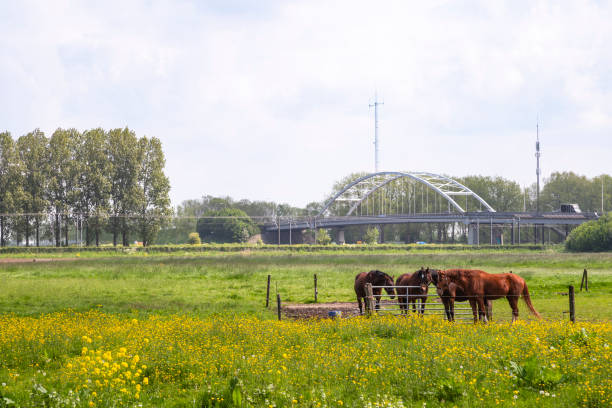 istock Horses in the meadow with yellow spring flowers. 1978293098