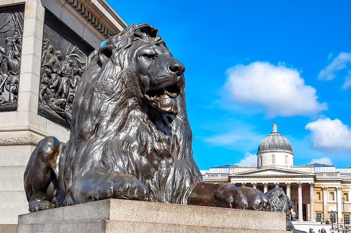 Trafalgar square lions at Nelson column, center of London, United Kingdom