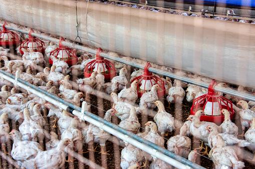 industrial chicken farm indoors hens white, meat production