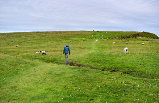 Walking in green pasture fields among grazing sheep at Duncansby Head in summer, Scotland countryside, United Kingdom, travel Europe