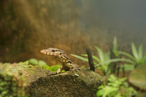 a little monitor lizard peeking out from the rock