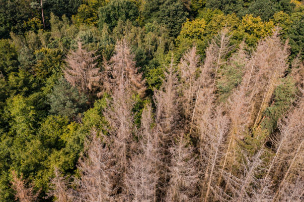 Aerial view of tree mortality due to drought, insects or disease Sensitive fir trees with high mortality lead to a deterioration in forest health forest dieback stock pictures, royalty-free photos & images