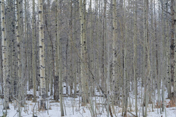 istock Aspen Stand in Mountains During Winter 1978321561