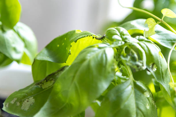 istock Destroyed green basil leaves eaten by caterpillars 1978325063