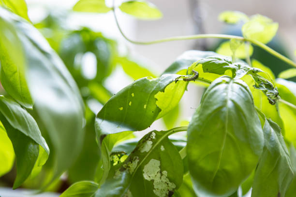 Destroyed green basil leaves eaten by caterpillars