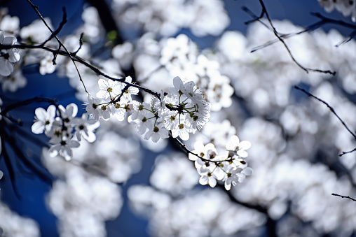 branch of cherry blossoms against the blue sky, flowering of fruit trees in early spring, natural. High quality photo