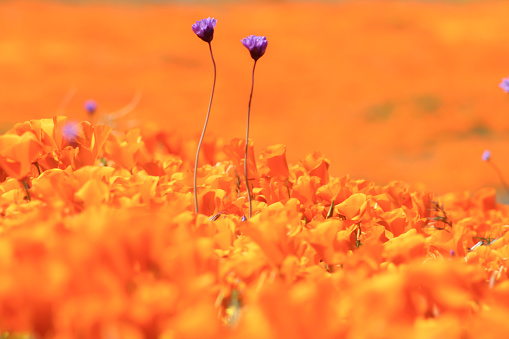 California poppy fields