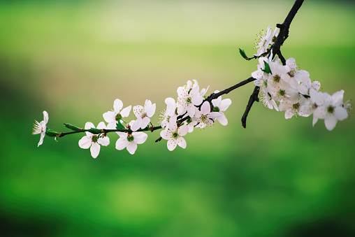 White Cherry blossoms flowers against the background of green nature. Blossoming Cherry branch. Apple blossom on the background of nature. Spring flowers. Springtime. Spring orchard. Fruit tree flower