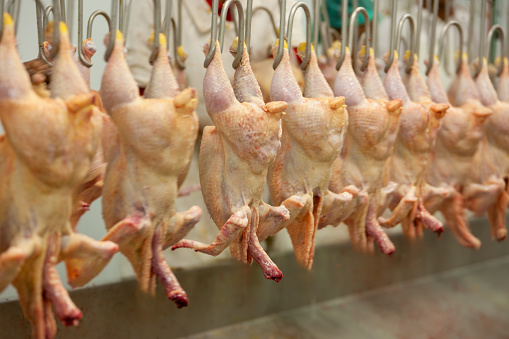 chicken abattoir conveyor belt with hooks indoors , chickens freshly cut hanging