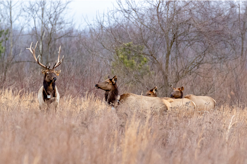 Elk