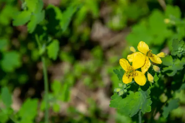 Yellow celandine flower on a dark green background with a bokeh effect. Herbal phytotherapy.