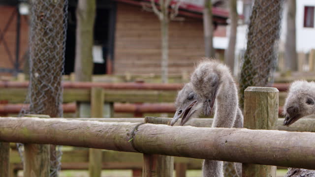 Animal Bird Ostrich in Barn