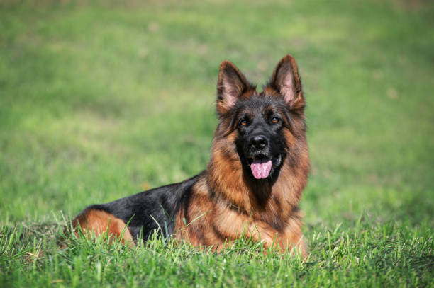 istock German Shepherd lies on the grass 1978354180