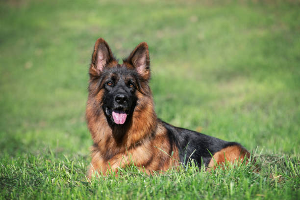 istock Beautiful german shepherd dog lay in the park 1978355234