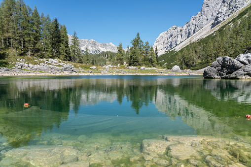 Shoal of perch  in the lake