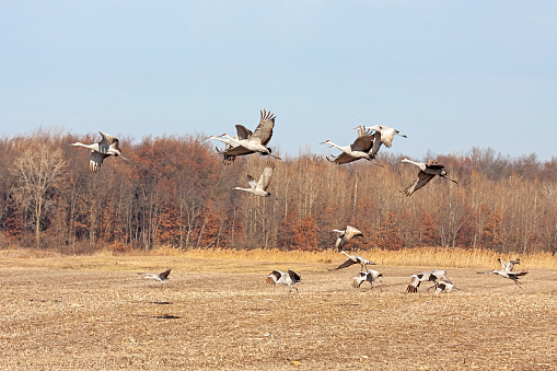 A flock of sandhill cranes takes flight from a plowed field of corn. Blue sky and  autumn trees are in the background.