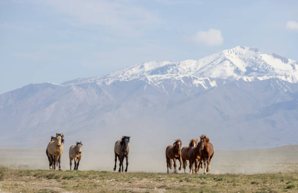 istock Wild Horses in Srping in the Utah Desert 1978370404