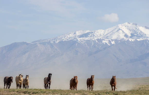 istock Wild Horses in Srping in the Utah Desert 1978371146