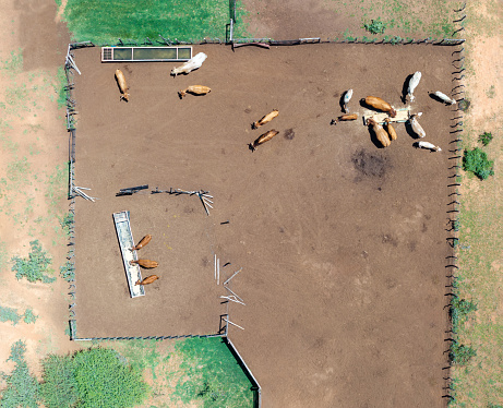 aerial view of kraal, cattle inside the fence eating