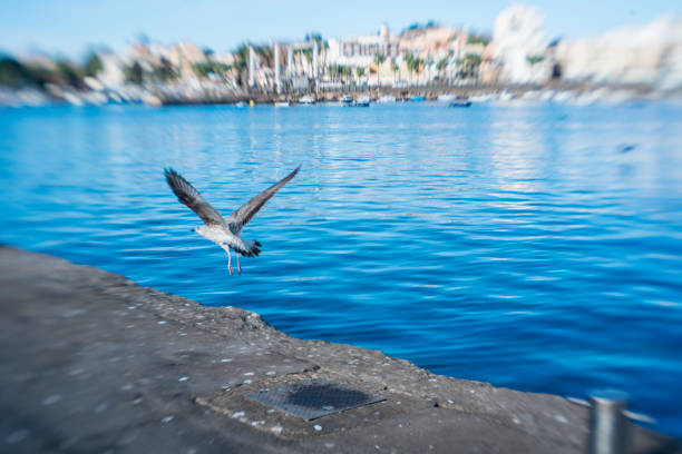 Seagulls in flight in the port