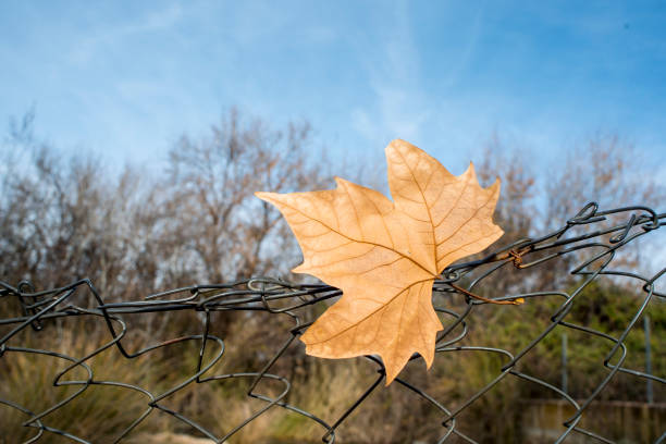 Dry and orange leaves in autumn