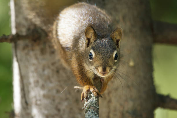 istock American red squirrel sitting on a spruce tree in summer. 1978405017