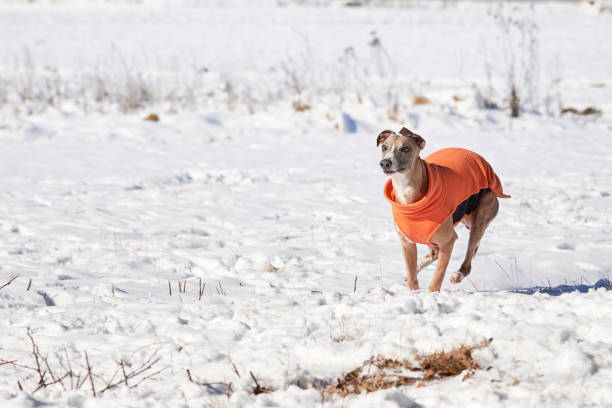 Whippet dog running in the snow. English Whippet or Snap dog