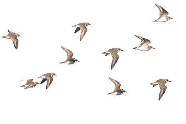 Group of Kentish plovers and Dunlins flying isolated on a white background.
