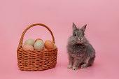 a small fluffy gray rabbit sits next to a basket full of eggs on a pink background. Easter concept.