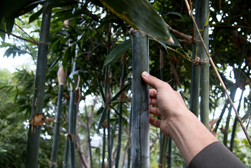 A Bamboo growth checking the growth, with space for text