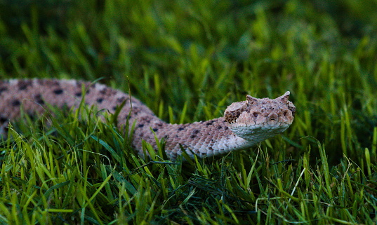 Colorado Desert Sidewinder Rattlesnake, Crotalus cerastes laterorepens