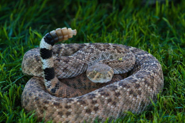 istock Western Diamondback Rattlesnake, Crotalus atrox 1978474041