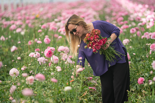 Photo of adult woman wearing purple blouse picking ranunculus flowers in floral greenhouse. Shot under daylight.