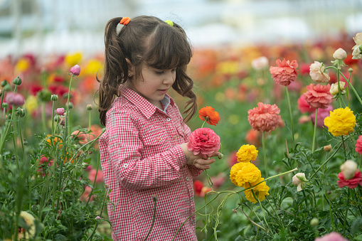 Photo of 5 years old girl picking up ranunculus flowers in floriculture greenhouse. Shot under daylight with a full frame mirrorless camera.