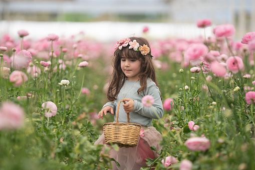 Photo of 5 years old girl picking up ranunculus flowers in floriculture greenhouse. Shot under daylight with a full frame mirrorless camera.