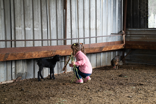 Photo of 5 years old girl playing with goats in barn.  She is wearing a plaid shirt and jeans. Shot indoor with a full frame mirrorless camera.