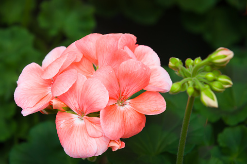A beautiful close up of a salmon colored geranium with a soft focus bud and green leaves in the background.