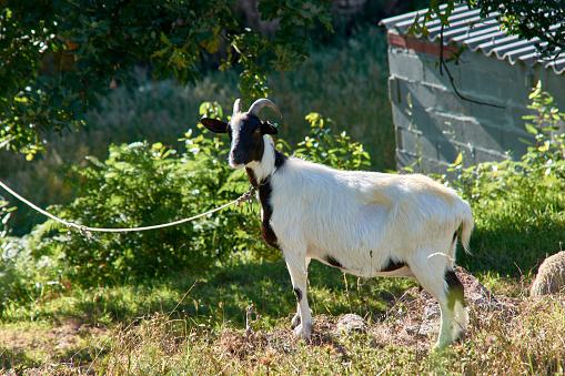 A white goat with a black head, with horns, tied, looking at the camera and in a green pasture