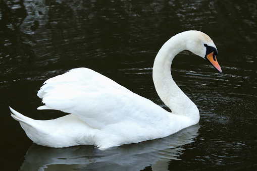 Portrait of a mute swan, an introduced species in North America, on a coastal pond in Connecticut, in winter light. In England and Wales, the monarch owns all mute swans.